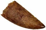 Serrated Raptor Tooth - Real Dinosaur Tooth #298151-1